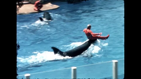 Orca Performing Tricks Video stock 276290344