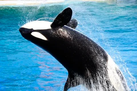 Orca Stock Photos