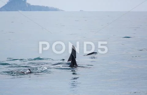 Orca Stock Photos