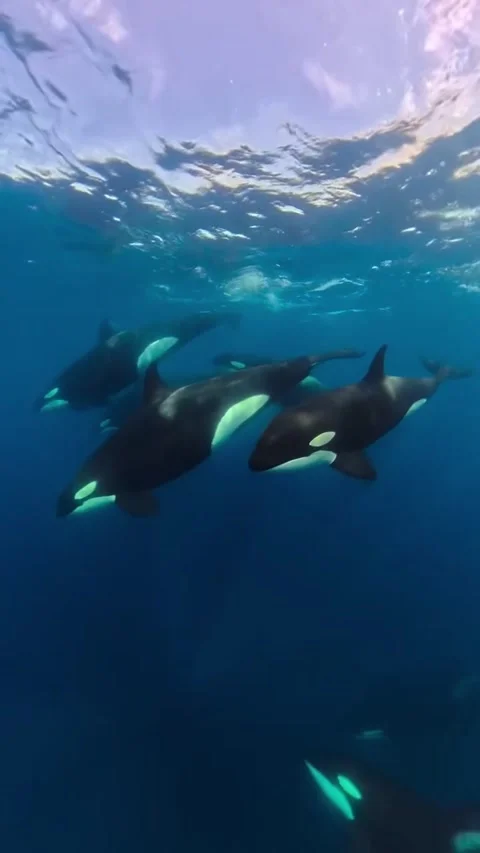 Orca pod in the ocean Stockbeeldmateriaal 333398036