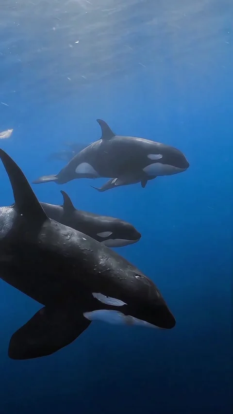 Orca pod in the ocean 库存影片 333974666