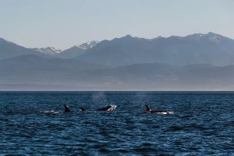 Orca pod spouting water with mountain backdrop in the Puget Sound Stock Photos