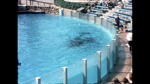 Orca in Pool with Trainer Stock Footage 276290334