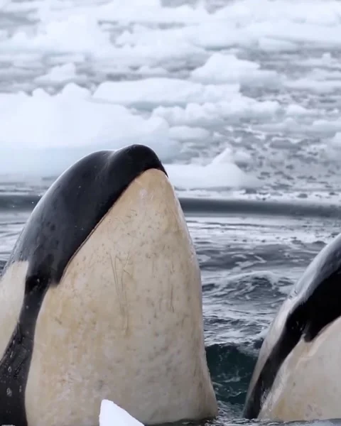Orca in the sea ice 库存影片 330402413