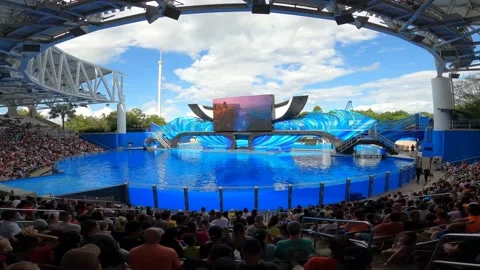 Orca Show 1 Stock Footage 162871360