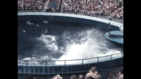 Orca Show 1970 Stock Footage 300513543