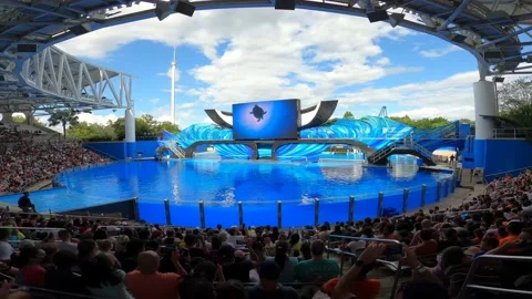 Orca show 4 Stock Footage 162871382
