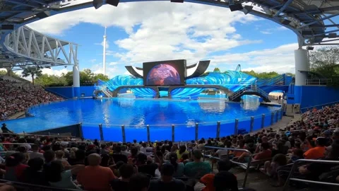 Orca Show 4 Stock Footage 162871384