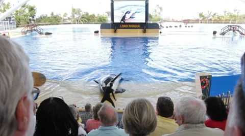 Orca show audience cheer. Stock Footage 8653002