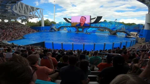 Orca Show Stock Footage 162871682