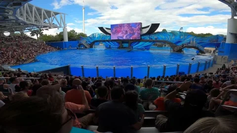 Orca splashing Stock Footage 162871529