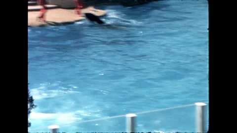 Orca Splashing in Pool Stock Footage 276290337