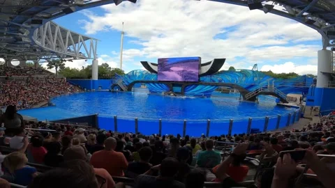Orca on stage Stock Footage 162871504