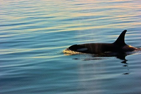 Orca at sunset 스톡 사진