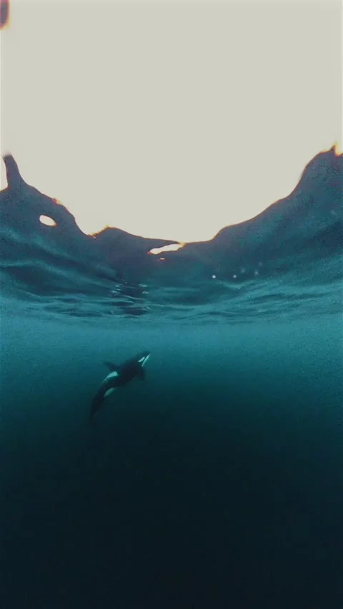 Orca surfacing and diving underwater during the herring run in Norway.vertica Stock Footage 342025747