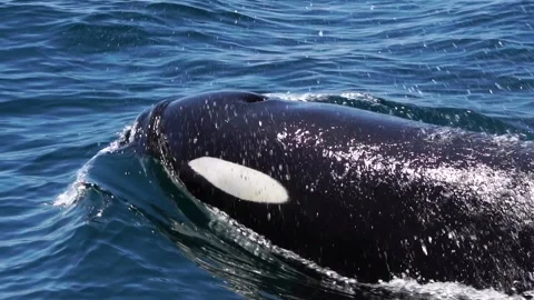 Orca Surfacing for Breath in Slow Motion, Rausu Stock Footage 332766126