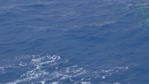 Orca swimimg in open ocean in 4K Stock Footage 87149311