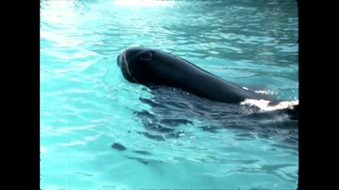 Orca Swimming Close-Up Video stock 276290303