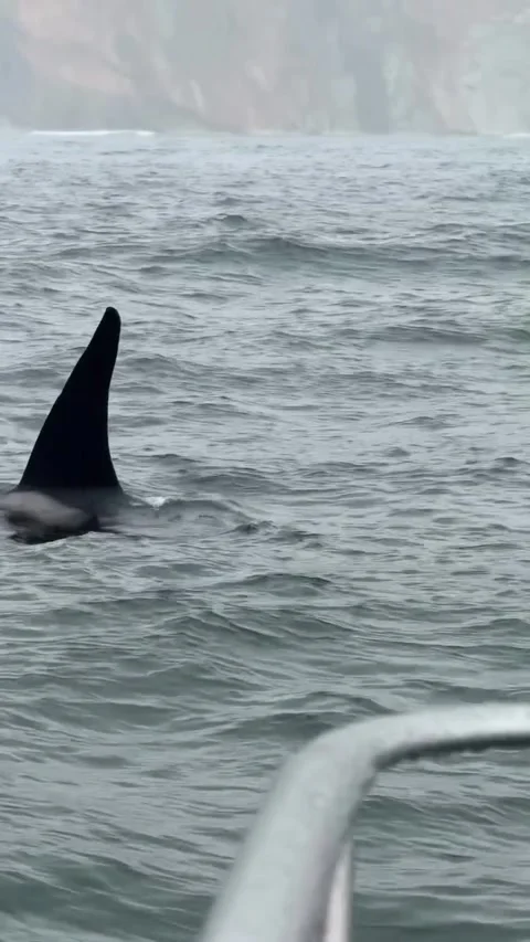 Orca Swimming in the Ocean Waves 库存影片 341133334
