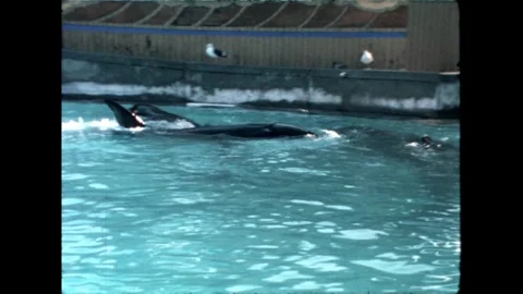 Orca Swimming in Pool Stock Footage 276290302