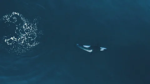 Orca swimming up side down aerial shot 60fps Stock Footage 109473595