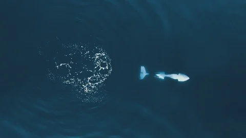 Orca swimming up side down turn around and go deep 60fps Stock Footage 109474695