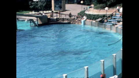 Orca Swimming Underwater Stock Footage 276290331