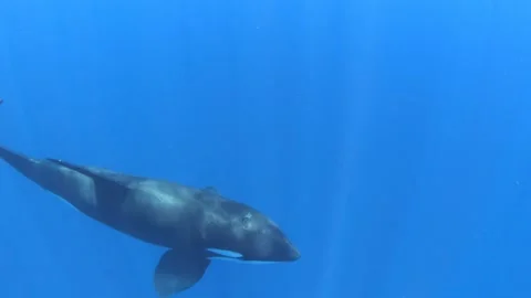 Orca swims right up to camera Stock Footage 136819759