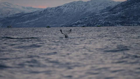 Orca Tail Fluke Diving Beneath Arctic Fjord at Twilight Vidéo 340948378