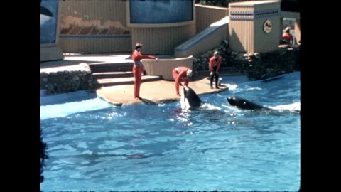 Orca Trainers with Orcas Stock Footage 276290336