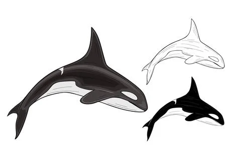 Orca vector illustration of hand drawn Stock Illustration