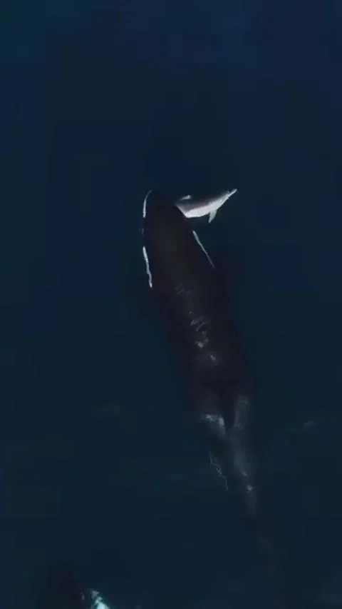 Orca whale attacks dolphins in the sea Stock Footage 321184304