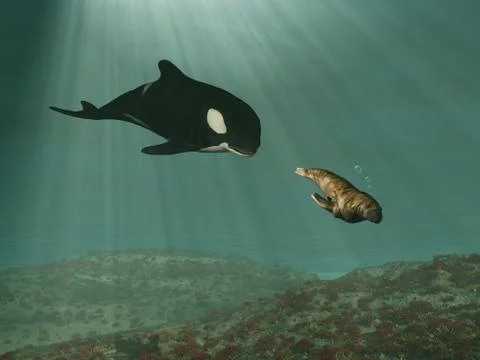 Orca whale chasing a walrus イラスト素材