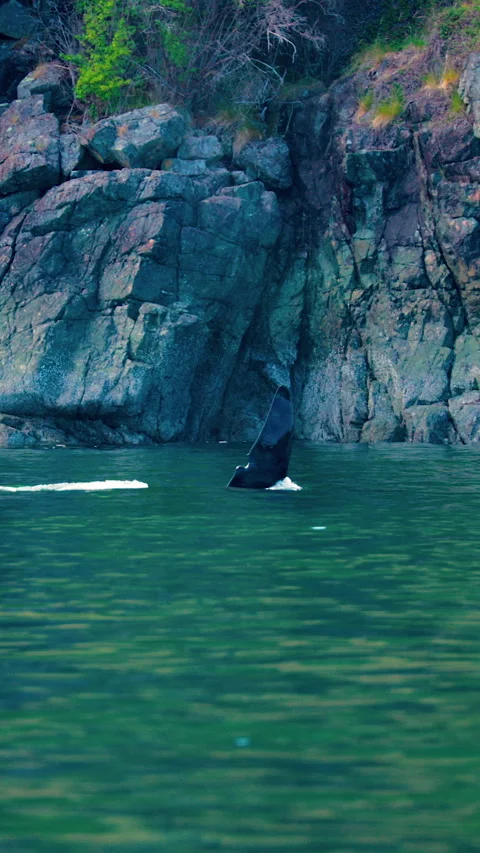 Orca Whale Fin Diving Into Ocean Water Near Rocky Cliffs Stock Footage 346487078