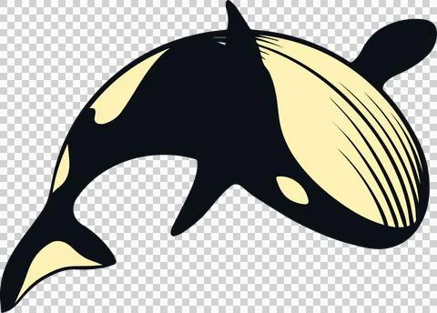 Orca whale flat vector art is swimming on transparent background, showing dorsal 스톡 일러스트