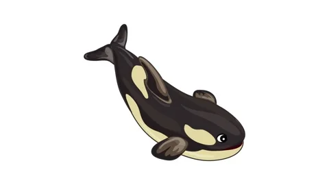 Orca whale icon animation Stock Footage 152555937