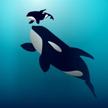 Orca whale Stock Illustration