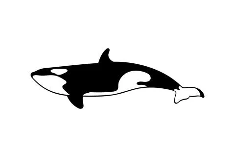Orca whale isolated on white background. Vector illustration Stock Illustration