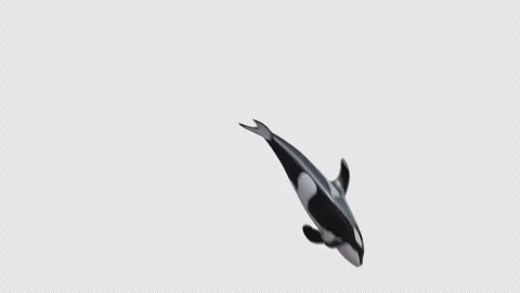 Orca whale Jump Pack 1 Vidéo 245476624