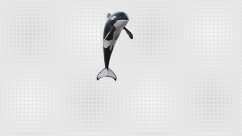 Orca whale Jump Pack 2 Video stock 245476625