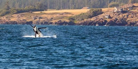 Orca Whale Jumping Stock Photos