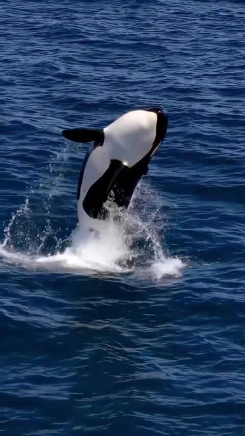Orca whale jumping in the sea Stock Footage 321176109