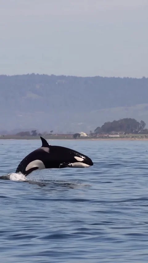 Orca whale jumping in the sea Video stock 332798219