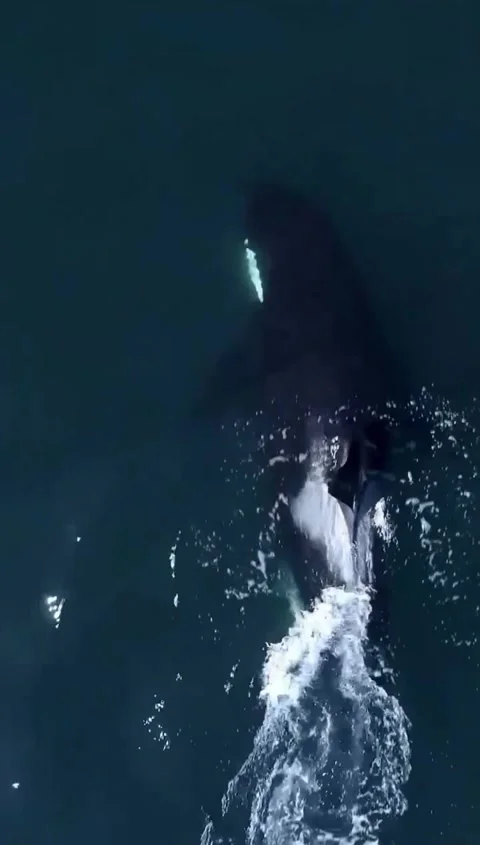 Orca whale in the ocean Stock Footage 325932131