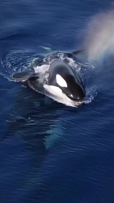 Orca whale in the ocean Stock Footage 325932401