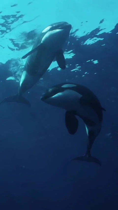 Orca whale in the ocean Video stock 325932871