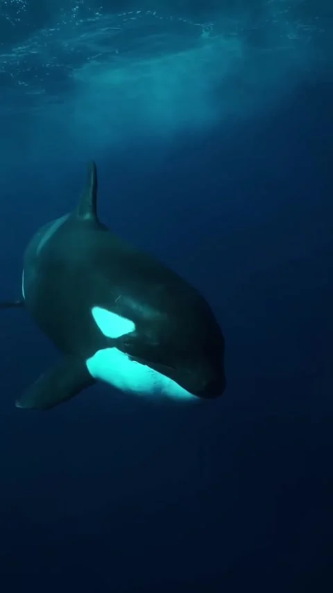 Orca whale in the ocean Stock Footage 325941529