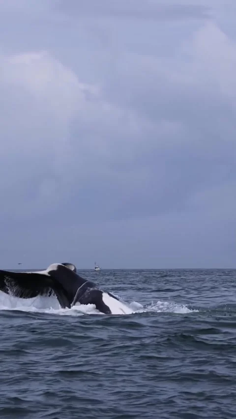 Orca whale in the ocean Stock Footage 325941673