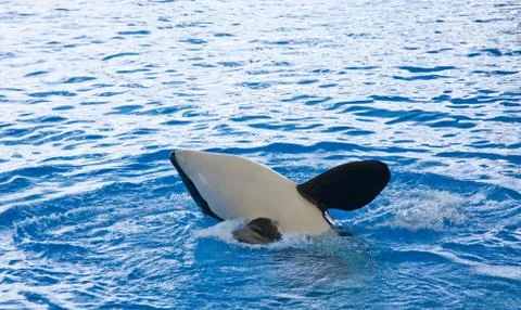 Orca whale orcinus orca show loro parque tenerife  canarian islands Stock Photos
