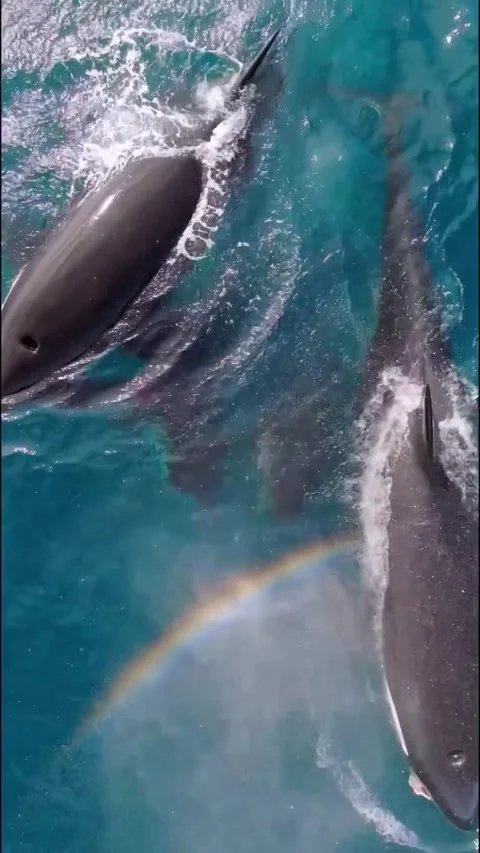 Orca whale in the sea Stock Footage 318271778